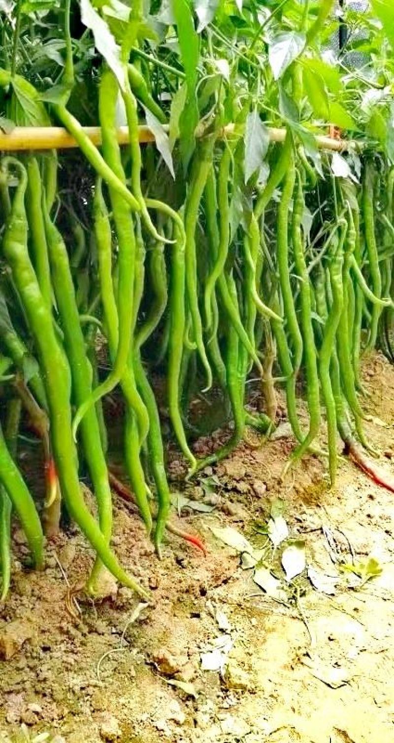 线椒种子苏润508长果线椒早中熟挂果多抗病椒长40
