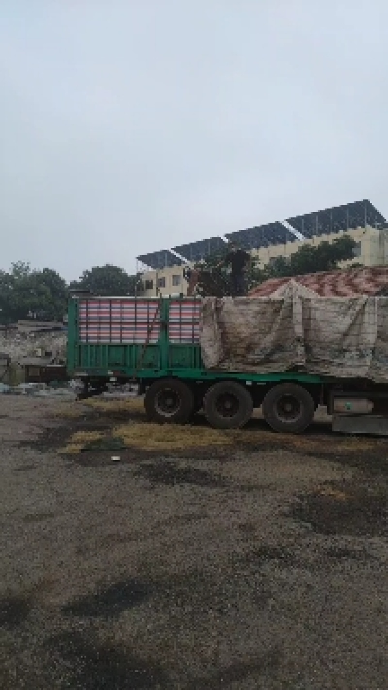 富硒紫麦大量供应产地直发可现场看货山东省阳谷县