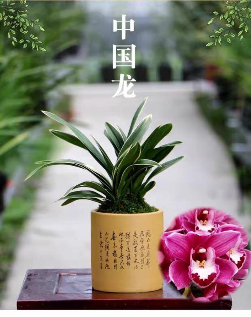 中国龙兰花带花剑室内盆栽绿植