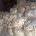 赵县正宗雪梨干，大量有货，质量保证，不做一单，只求长远。