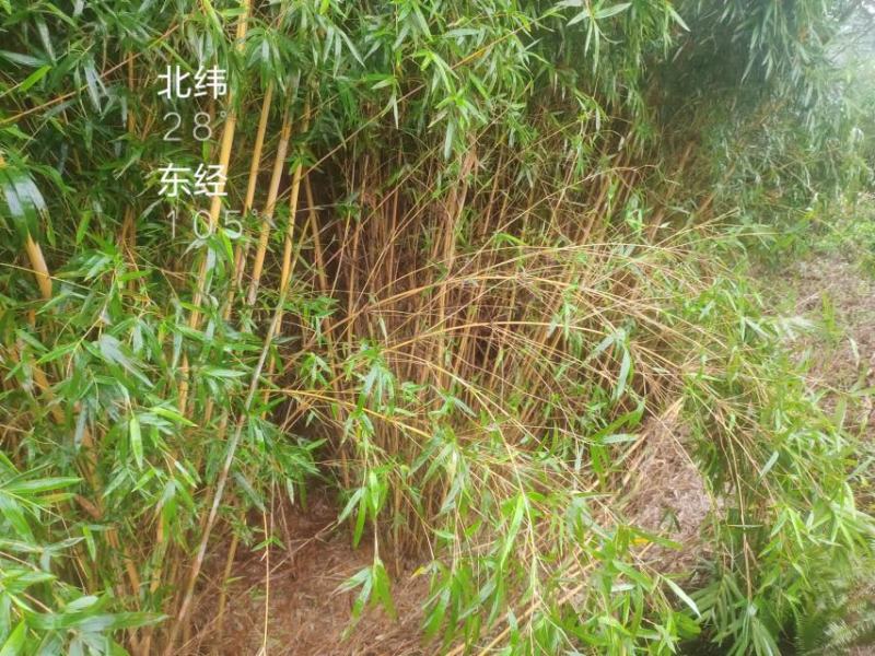 琴丝竹苗