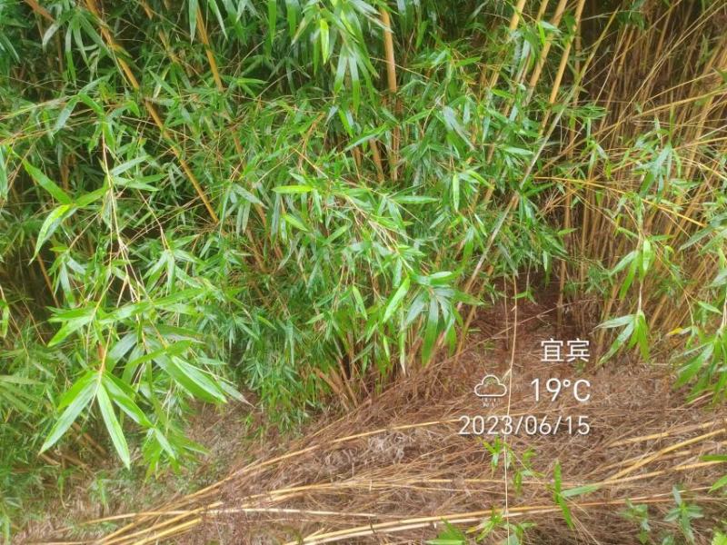 琴丝竹苗