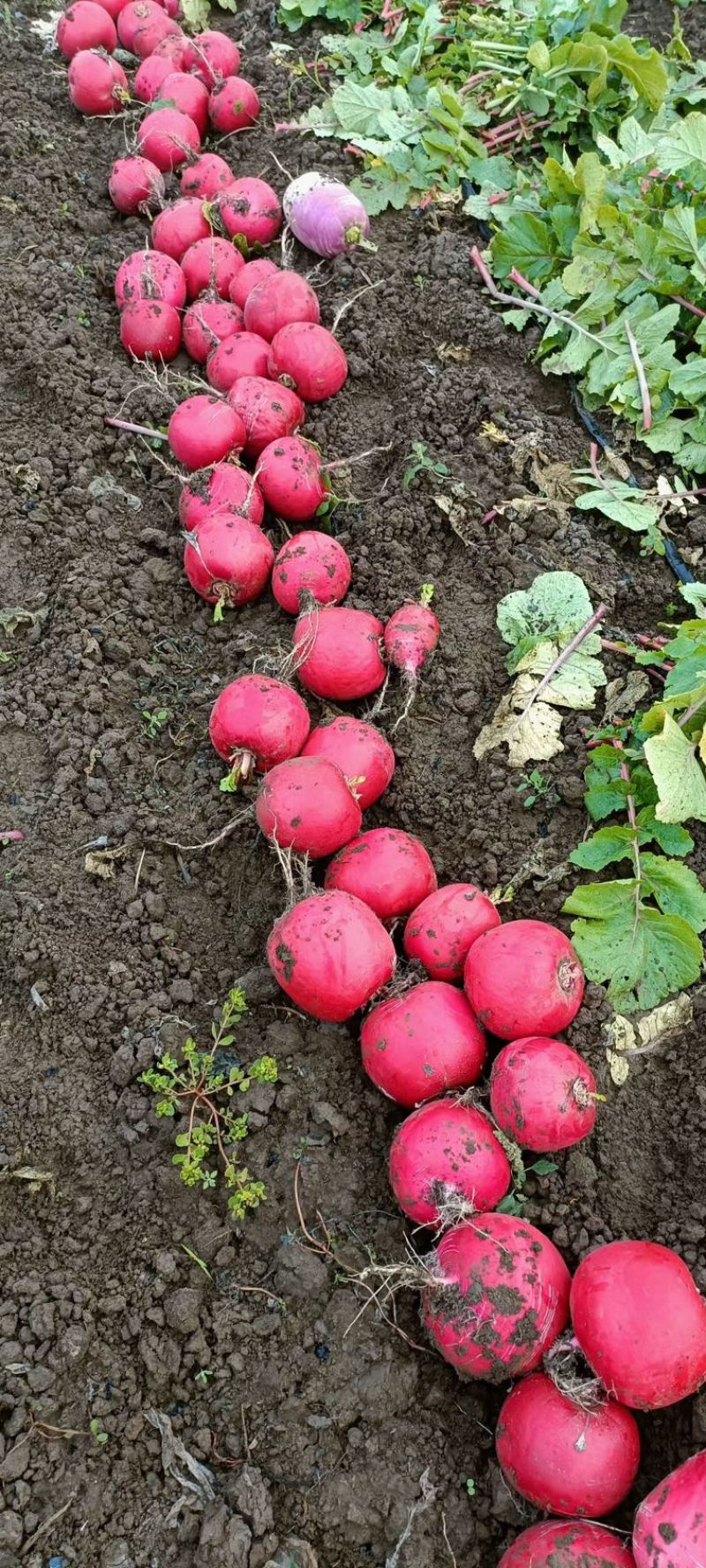 灯笼红萝卜大量现货保证质量售后无忧