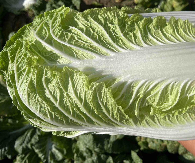 黄心大白菜大量现货保证质量售后无忧