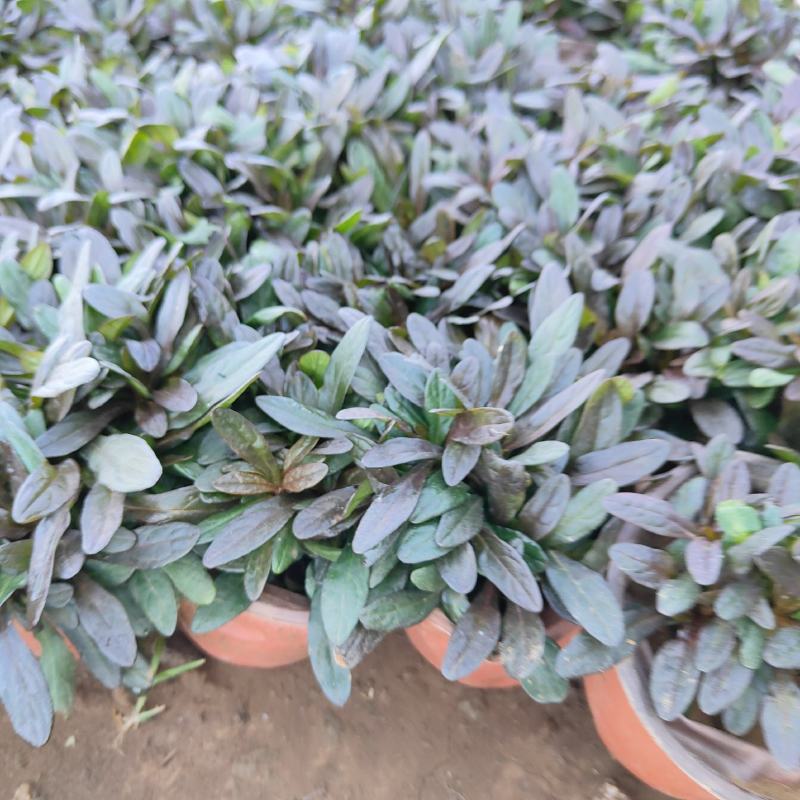 多花筋骨草花苗，坤盛花卉基地大量现货