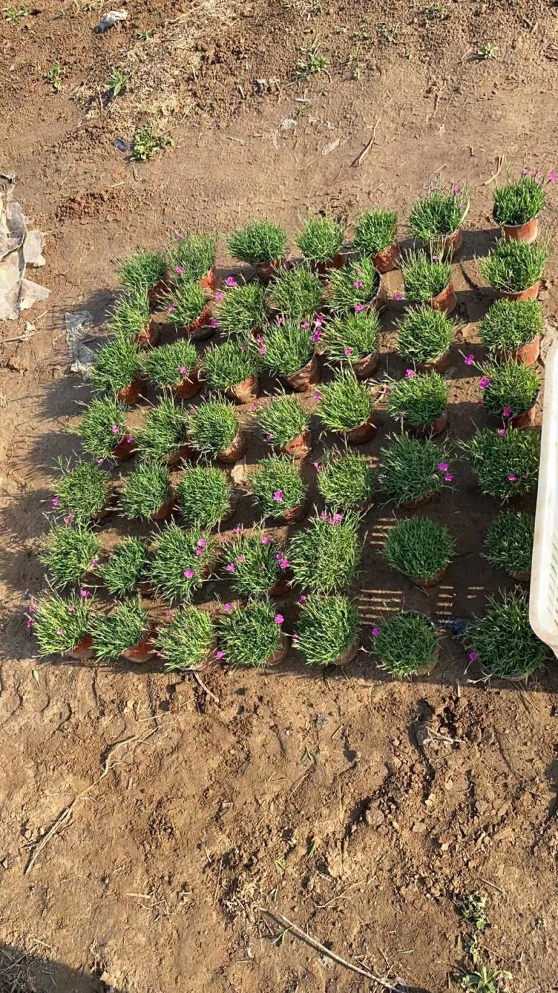 多花筋骨草花苗，坤盛花卉基地大量现货