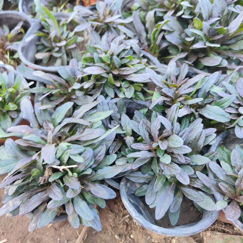 多花筋骨草花苗，坤盛花卉基地大量现货