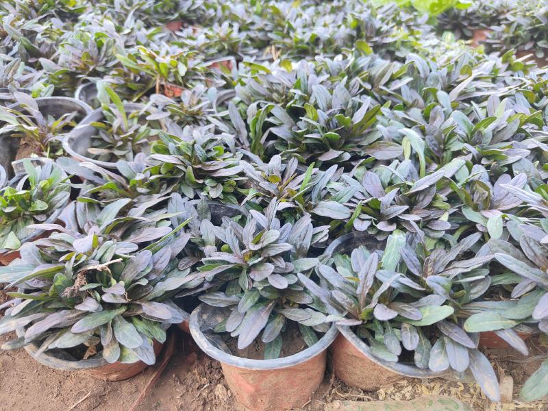 多花筋骨草花苗，坤盛花卉基地大量现货