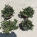 多花筋骨草花苗，坤盛花卉基地大量现货