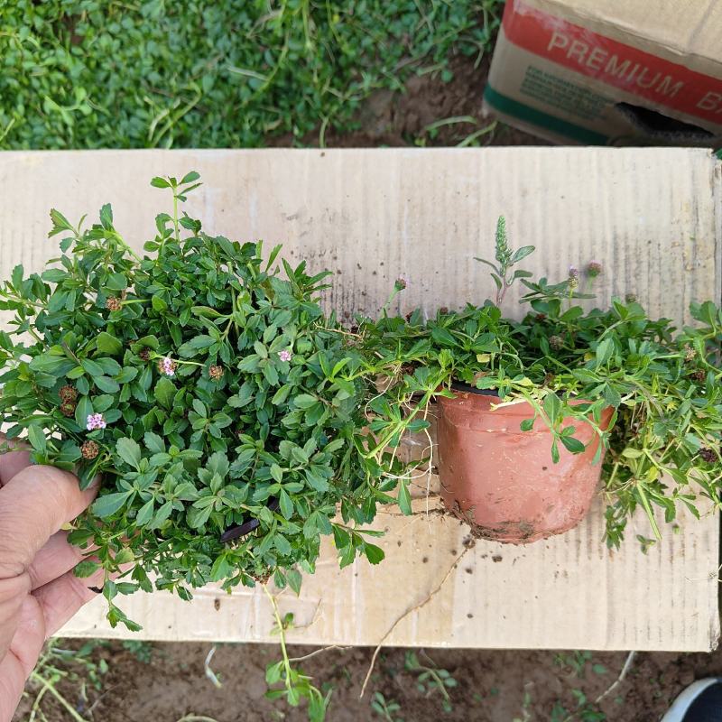 姬岩垂草盆苗，可做草坪的园林景观植物