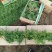 姬岩垂草盆苗，可做草坪的园林景观植物