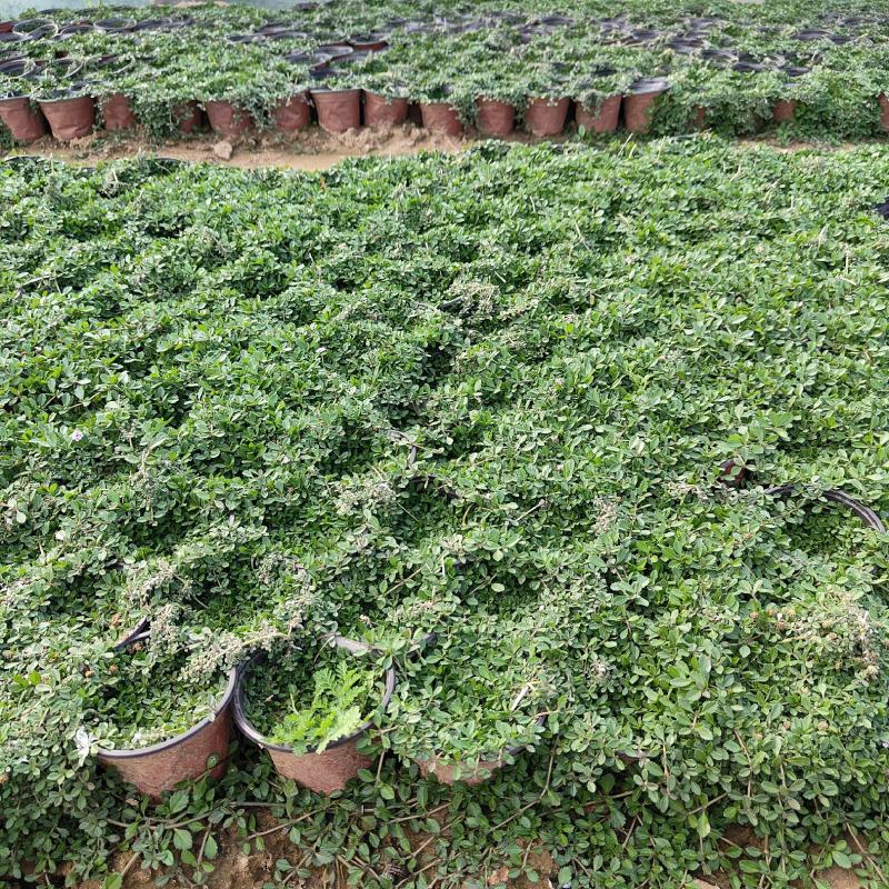 姬岩垂草盆苗，可做草坪的园林景观植物