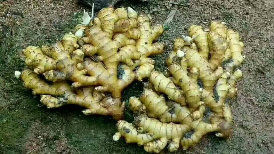 展示小黄姜切片后的内部结构,颜色金黄,质地细腻 小黄姜切片展示图