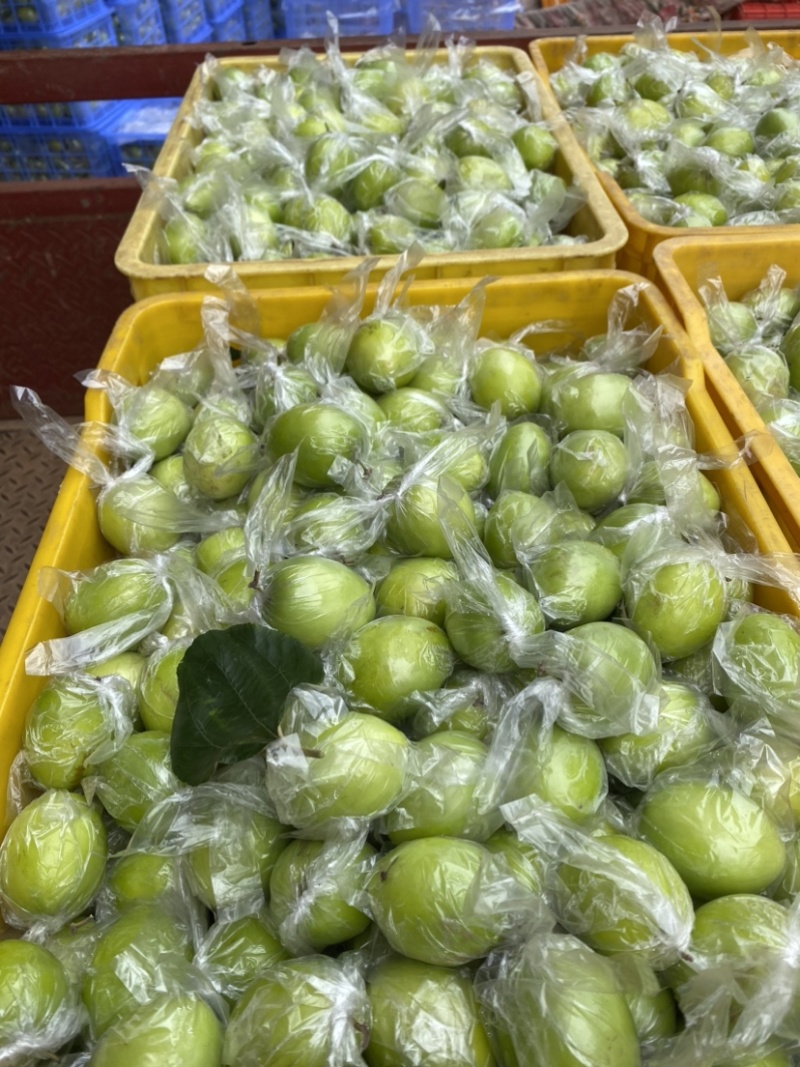 大青枣密丝枣1月底上市产地直供代收代发，电商，平台，市适