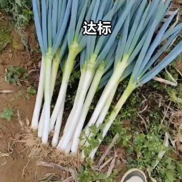 铁杆大葱产地一手货源量大价优欢迎随时电话联系