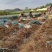 铁杆大葱产地一手货源量大价优欢迎随时电话联系