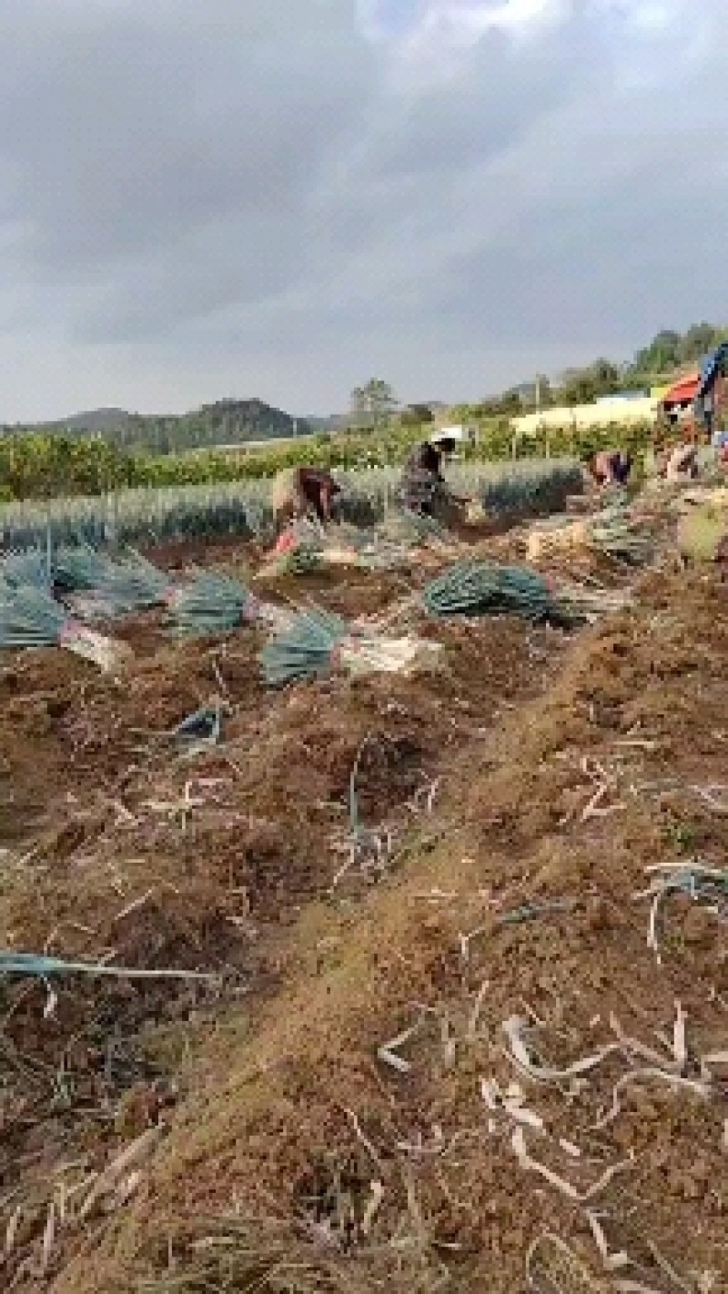 铁杆大葱产地一手货源量大价优欢迎随时电话联系