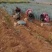 铁杆大葱产地一手货源量大价优欢迎随时电话联系