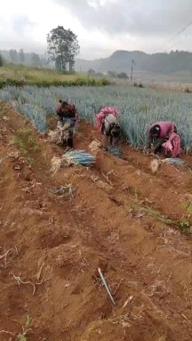 铁杆大葱产地一手货源量大价优欢迎随时电话联系