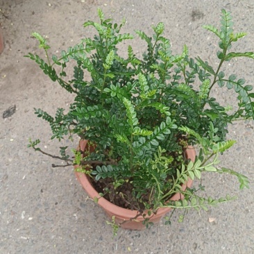清香木