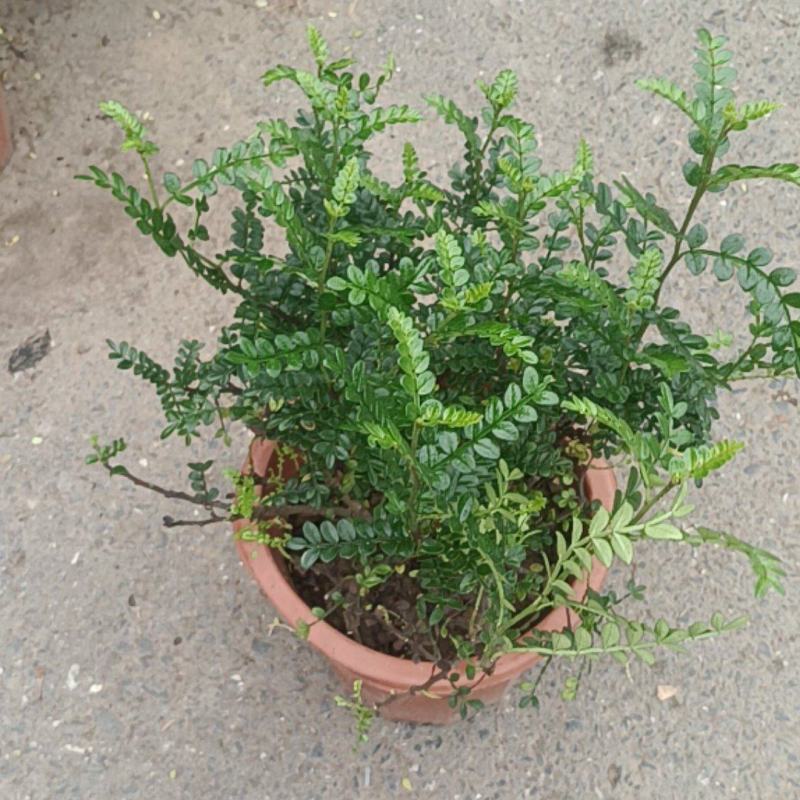 清香木