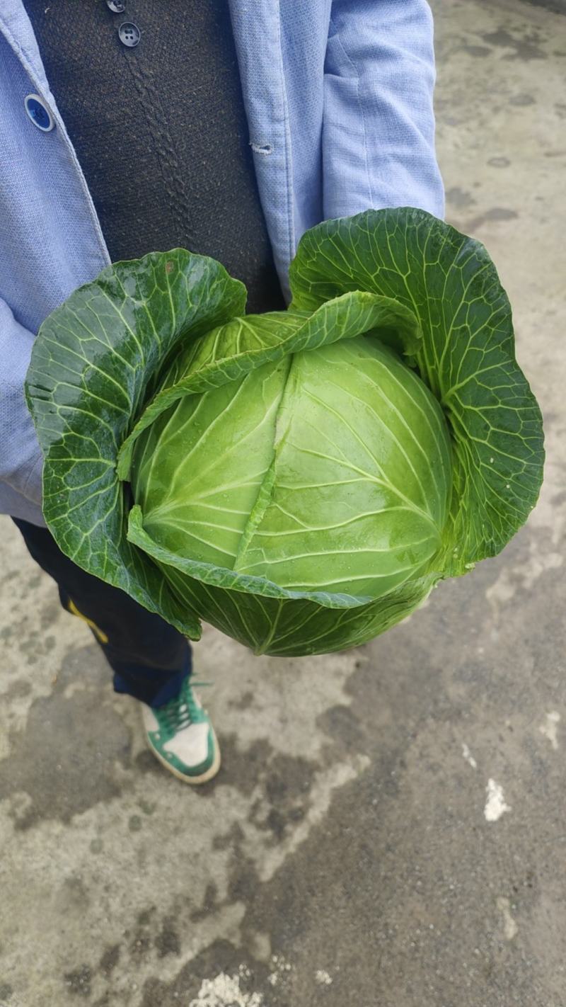 【推荐】四川大海椒辣椒供应商超档口加工厂各种规格货源充足