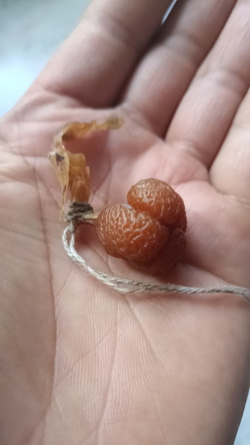 鸡宝