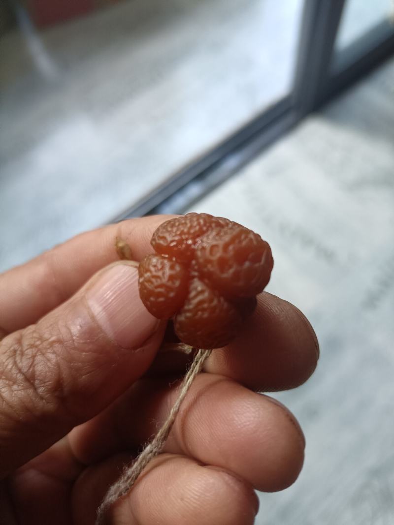 鸡宝