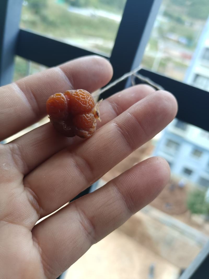 鸡宝