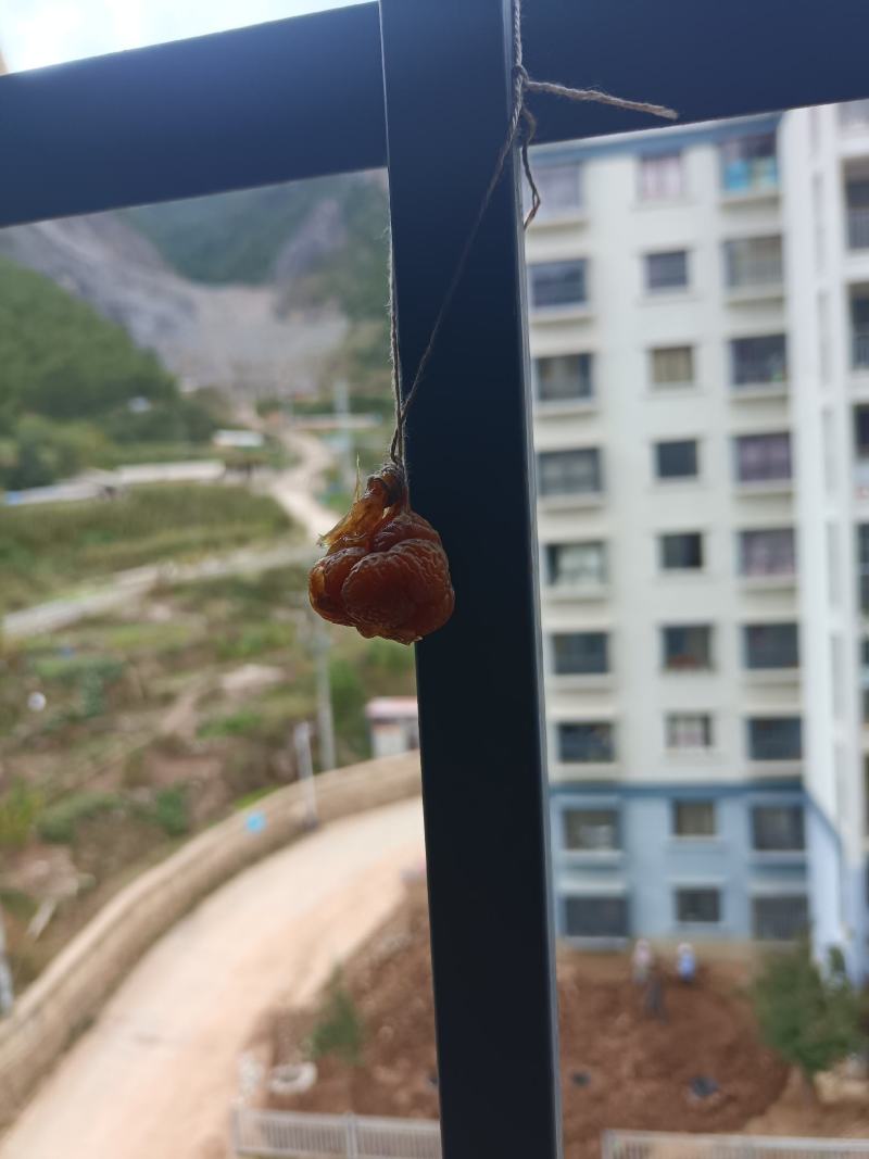 鸡宝
