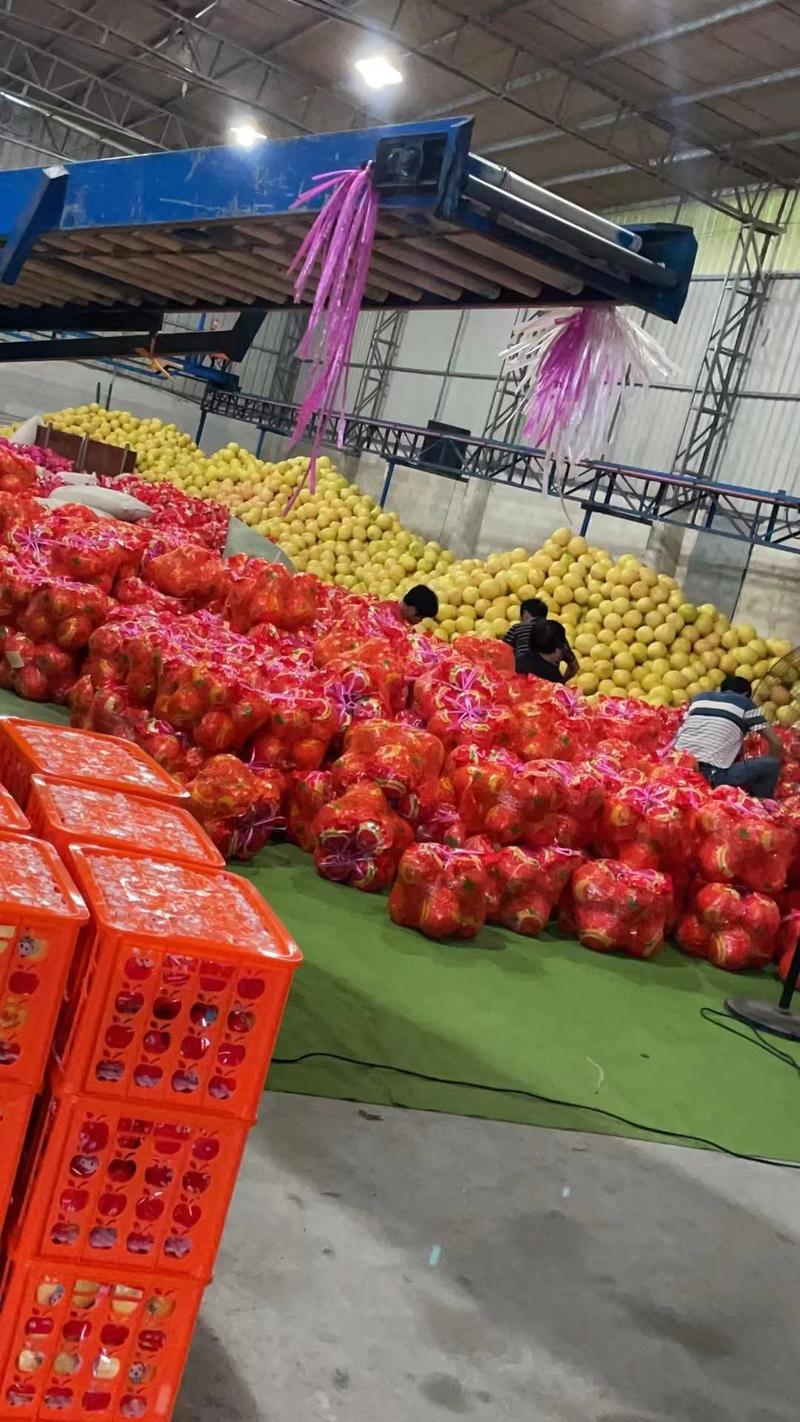 福建漳州琯溪蜜柚，大量现货，品质保证，支持电商，欢迎下单