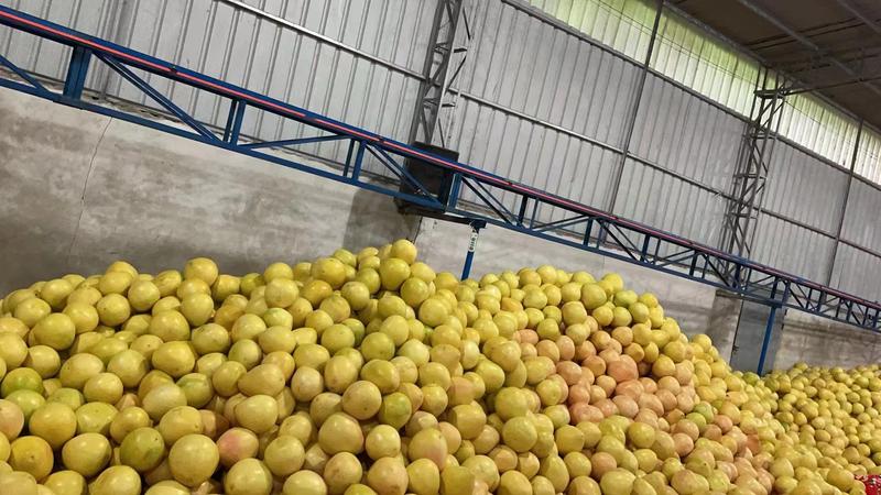 福建漳州琯溪蜜柚，大量现货，品质保证，支持电商，欢迎下单