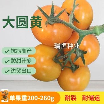 大圆精品番茄苗大黄番茄西红柿苗高产抗病早熟黄色大果番茄