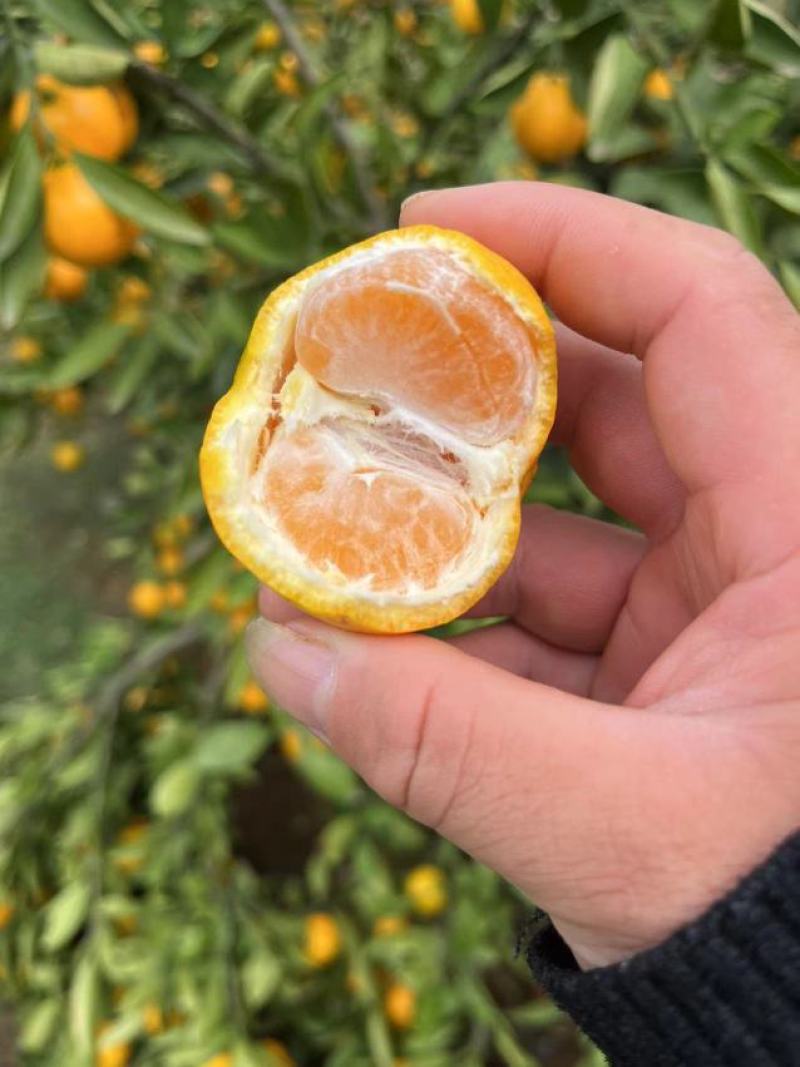 【实力商家】湖北精品特早蜜橘代发全国货源充足皮薄多汁