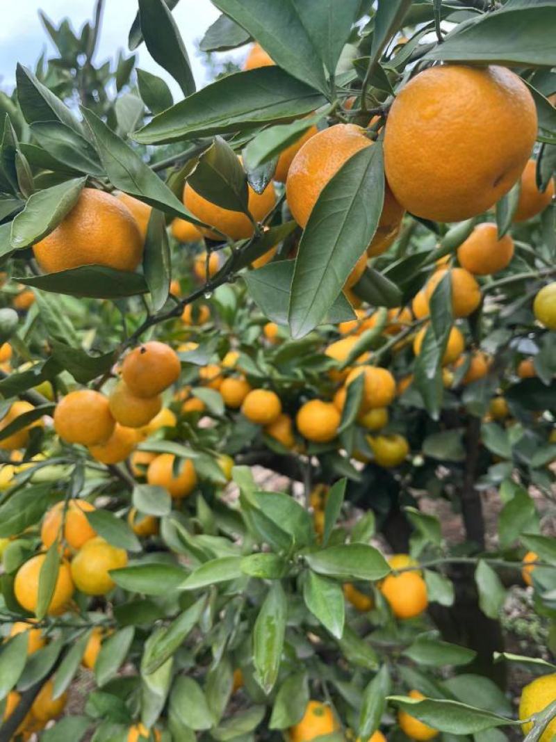 【实力商家】湖北精品特早蜜橘代发全国货源充足皮薄多汁