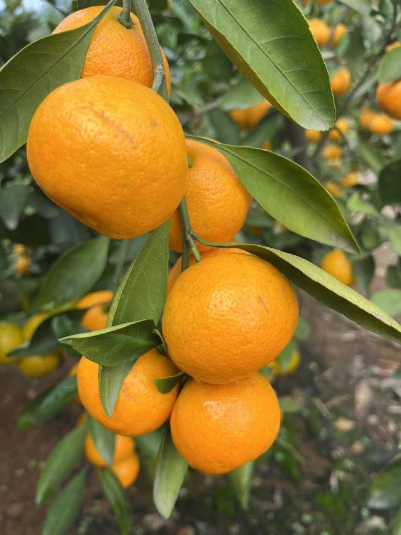 【实力商家】湖北精品特早蜜橘代发全国货源充足皮薄多汁