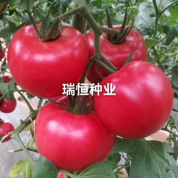 瑞恒118秋延越冬抗死棵西红柿种子苗子硬粉西红柿苗子