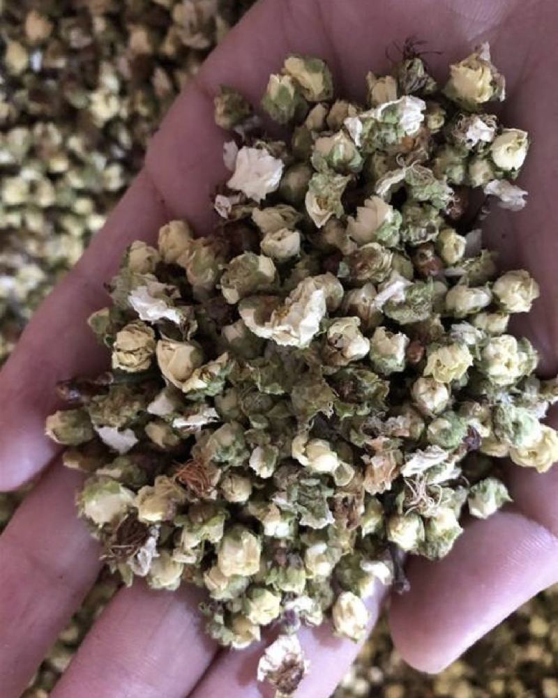 梅花，绿萼梅，新货无硫无熏蒸无杂质，现货