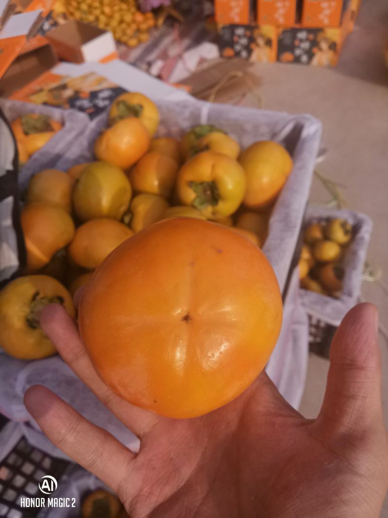 阳丰脆柿子