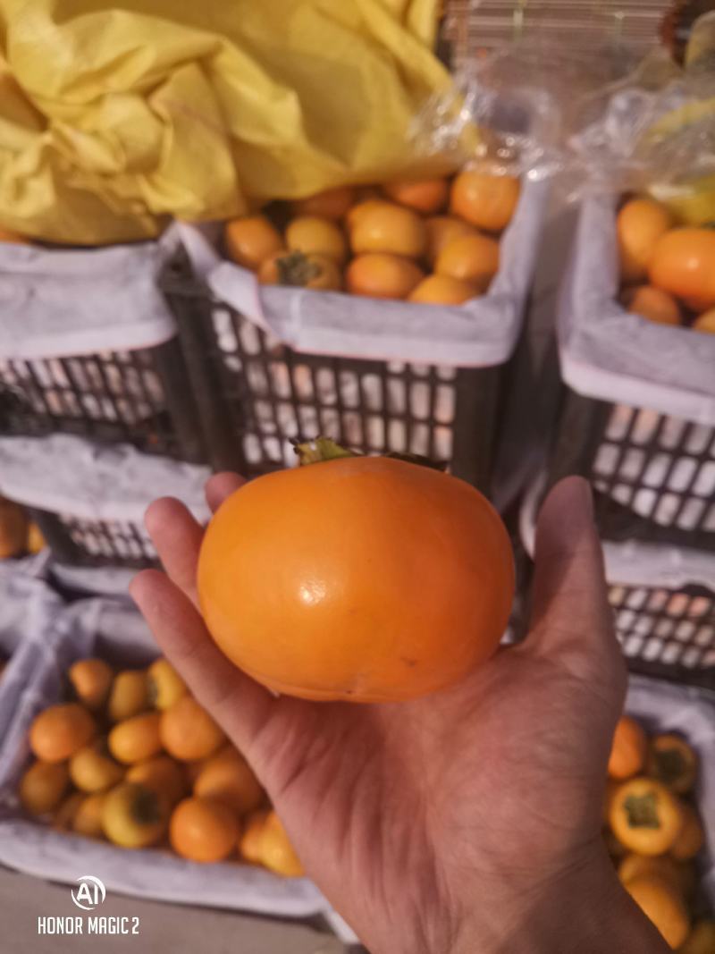 阳丰脆柿子