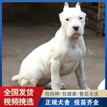 杜高犬=杜高幼犬=杜高猎犬全国包邮疫苗齐全可视频看货