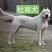 杜高犬=杜高幼犬=杜高猎犬全国包邮疫苗齐全可视频看货
