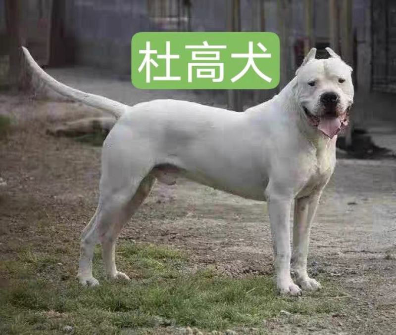 杜高犬=杜高幼犬=杜高猎犬全国包邮疫苗齐全可视频看货