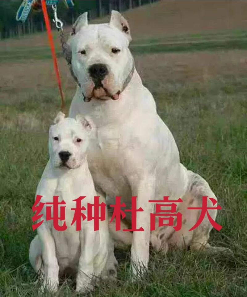 杜高犬=杜高幼犬=杜高猎犬全国包邮疫苗齐全可视频看货