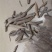 紫茉莉根，新货无硫无熏蒸产地直供，质量保证，冷背药材大全