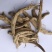 紫茉莉根，新货无硫无熏蒸产地直供，质量保证，冷背药材大全