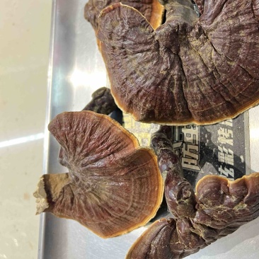 高山白林芝，纯白心浓浓香味，