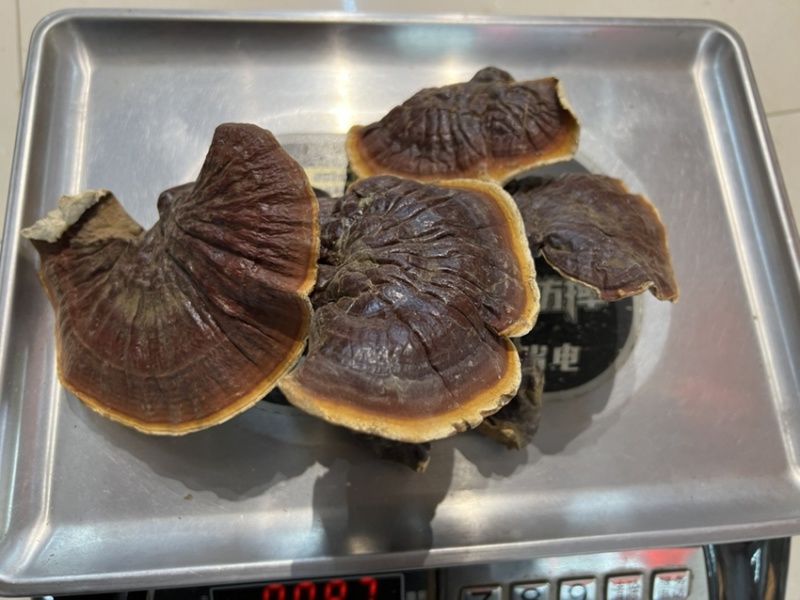 高山白林芝，纯白心浓浓香味，