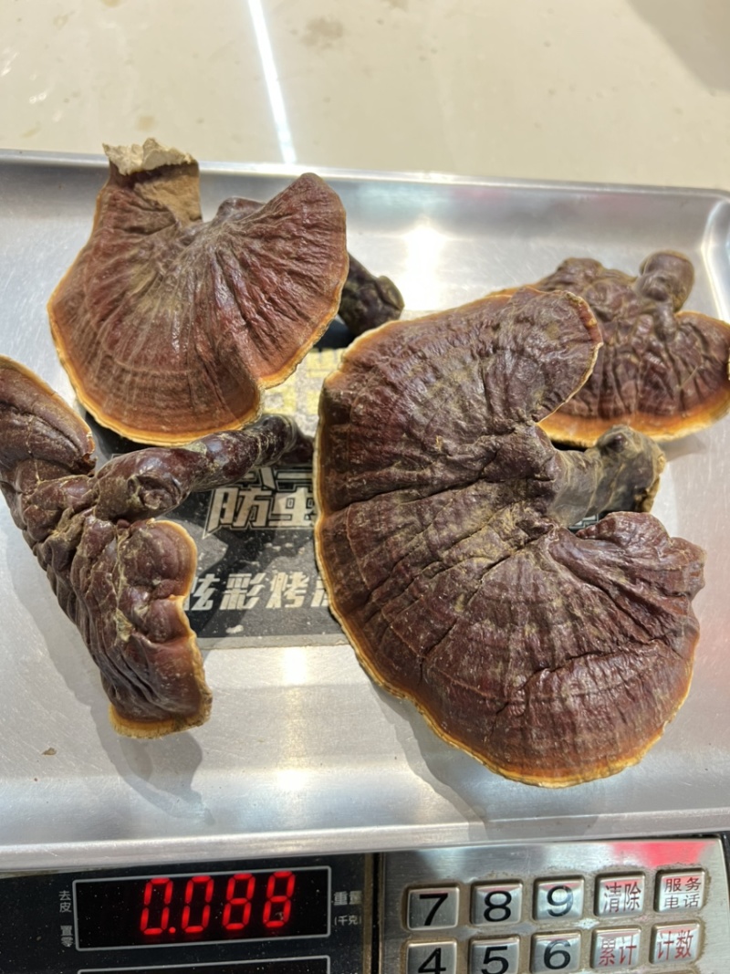 高山白林芝，纯白心浓浓香味，