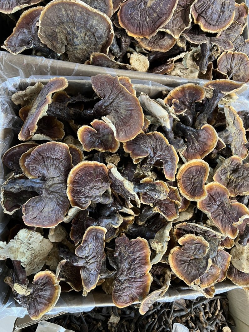 高山白林芝，纯白心浓浓香味，